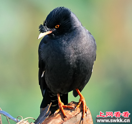 台中一户人家八哥被偷 竟怒斥小偷