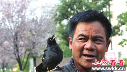 善解人意的八哥鸟