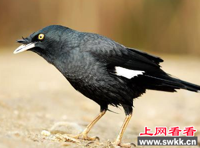 愤怒！八哥被作活体展示