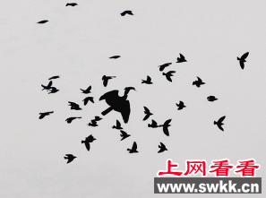 八哥鸟团结合力赶走入侵老鹰