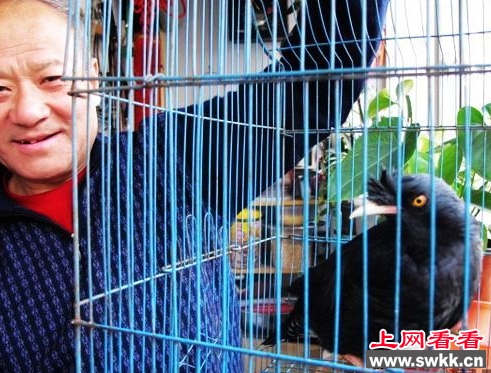 淄博老人靠养八哥鸟排解寂寞