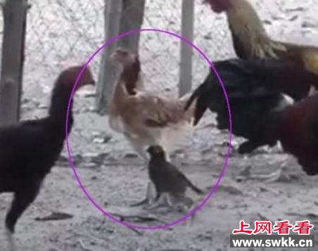 清迈八哥恋上斗鸡