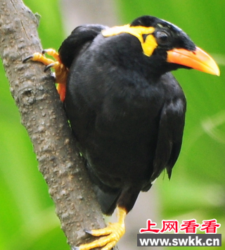 大连首次发现野生八哥