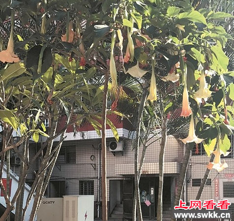小区惊现毒花曼陀罗
