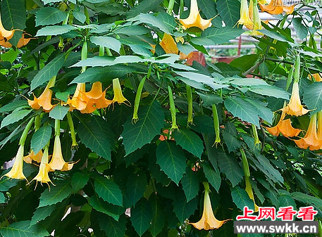 南充一小区惊现曼陀罗花 居民担心小孩误食