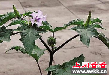 女子采摘曼陀罗花煮汤 险些毒死丈夫