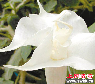 世界上最为神秘的花朵：曼陀罗花