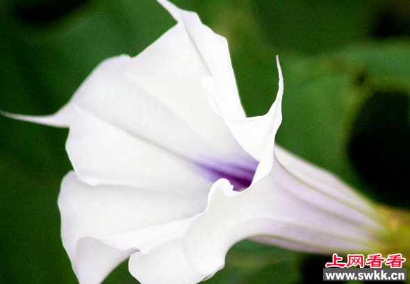 曼陀罗花的花语是什么？