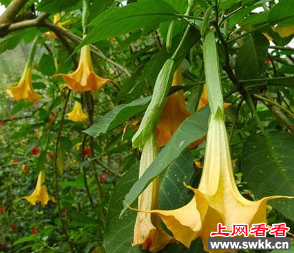 上海市民误食曼陀罗花籽险丧命