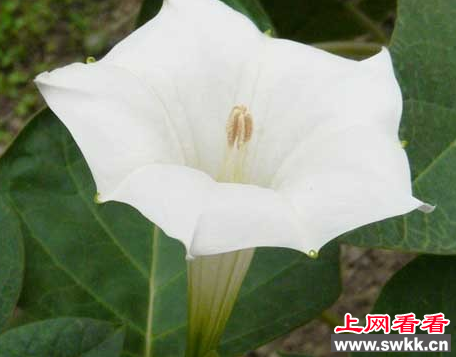 北京惊现大量毒花曼陀罗