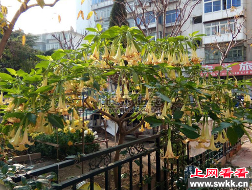 烟台一株曼陀罗花花开300朵