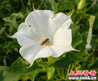 大礼堂花台发现四株剧毒曼陀罗花
