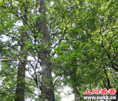 泸州叙永首次发现大量鹅掌楸