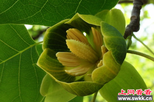 全州面积最大的鹅掌楸人工林基地建成