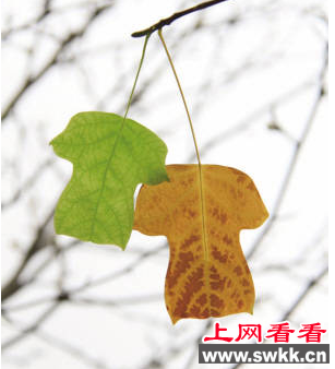 世界四大行道树之一：鹅掌楸
