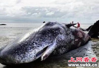 搁浅死亡抹香鲸体内竟然有一张八米长鱼网