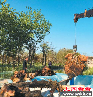 南通如东死亡抹香鲸将被做成动物标本