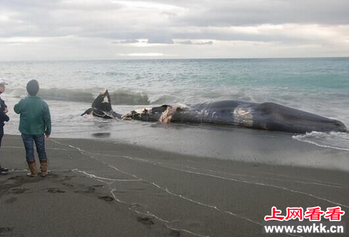 日本海岸惊吓巨大抹香鲸尸体