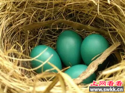 惊奇！眉县发现4枚蓝色鸟蛋