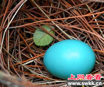 袖珍鸟棕头鸦雀产下神奇蓝色蛋