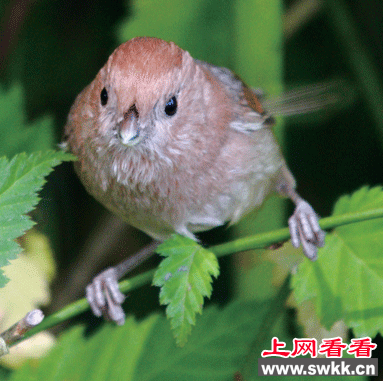 活泼机灵的鸟：棕头鸦雀