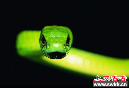 泉州一小区惊现数条剧毒竹叶青蛇