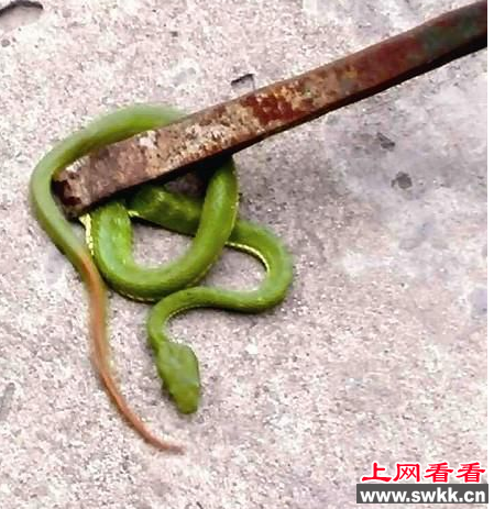 竹叶青蛇闯入店铺 吓坏店老板