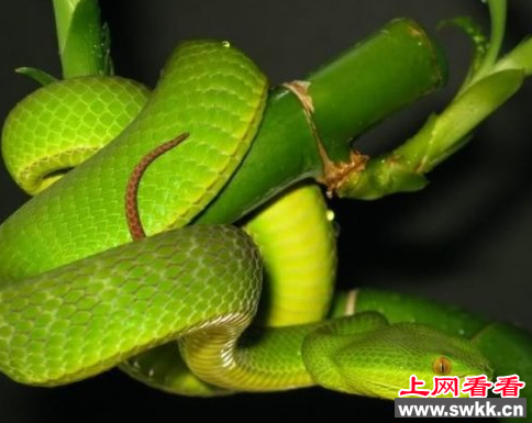 竹叶青蛇