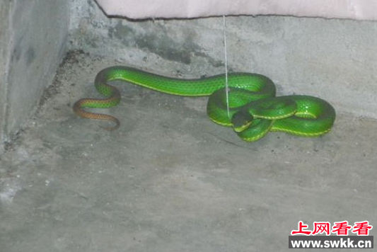 竹叶青蛇闯入民居 吓坏居民