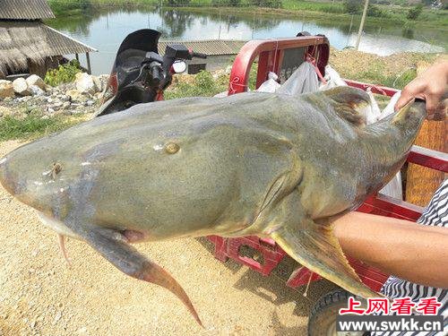 坦克鸭嘴鱼