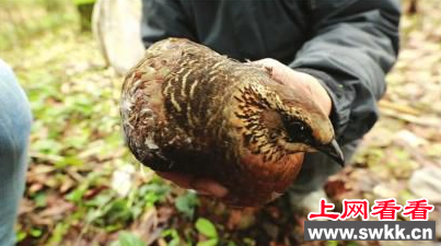 屏山首次抓到雌性鹧鸪