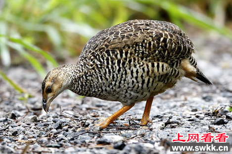 珍稀四川山鹧鸪惊现大风顶自然保护区