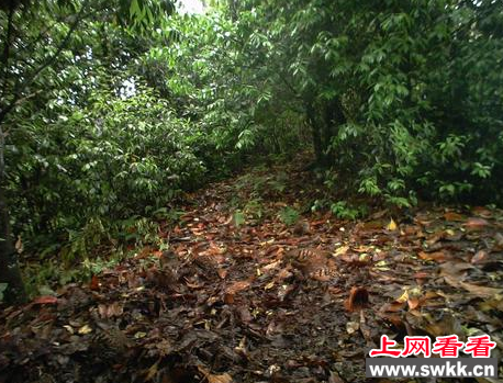 四川山鹧鸪惊现四川乐山