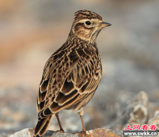 男子毒死500只云雀 竟是为尝野味