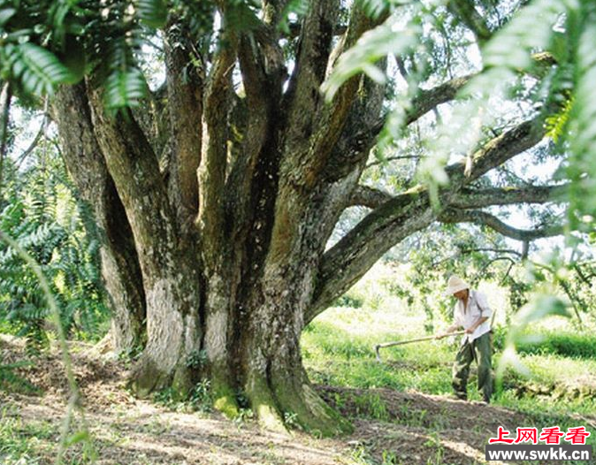 武宁惊现500年巨型香榧树