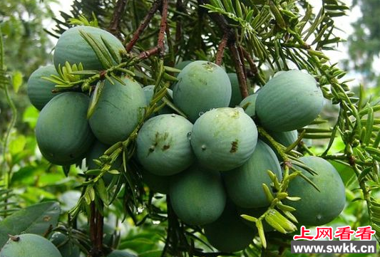 东阳“西湾”香榧名列全省香榧十大品牌第一名