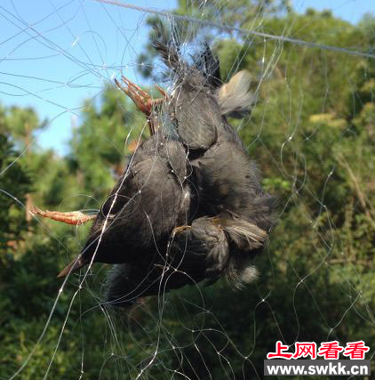 村民网鸟竟是为了保护庄稼