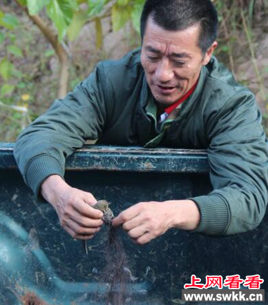 莱西重奖举报非法网鸟现象