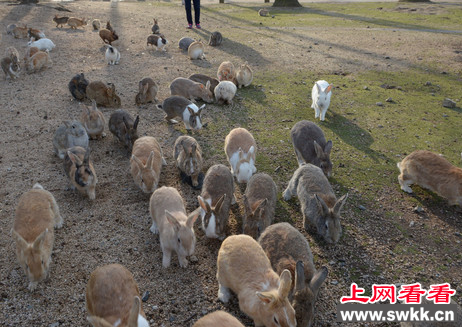 日本兔岛：兔子的天堂 