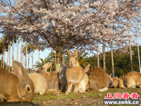 日本兔岛：曾经的二战机密军工基地