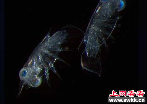 螳螂虾：身怀绝技的虾