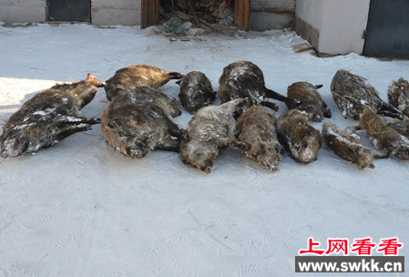 男子为吃野味毒死数头野猪