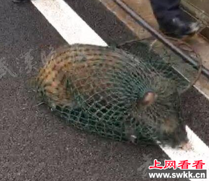 武汉闹市惊现几个月大小野猪