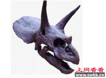 三角龙：好勇斗狠的食草恐龙