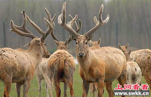 四不像是什么