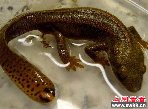 神奇蝾螈断肢后竟能再生！