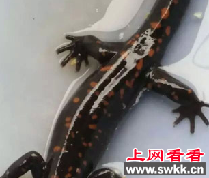 蝾螈