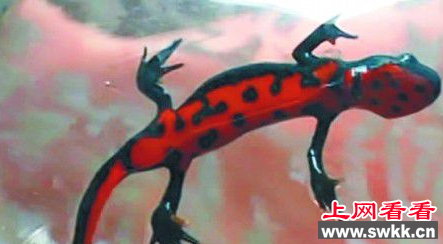 市民捡到奇怪小鱼 竟是珍稀生物蝾螈
