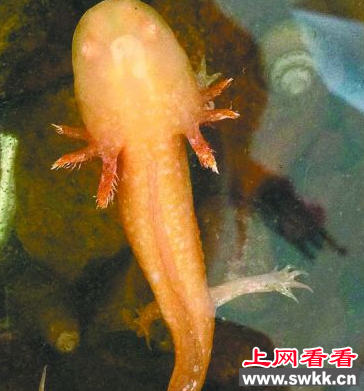 市民钓到“金色娃娃鱼” 竟是蝾螈