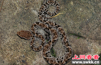 男童将矛头蝮当成玩具 惨被毒死
